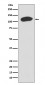 Anti-KAP1 TRIM28 Rabbit Monoclonal Antibody